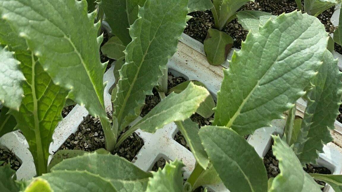 prorjar-hortijert-premium-supreme|prorjar-hortijert-premium-supreme